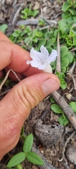 Ruellia pilosa