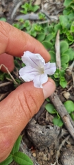 Ruellia pilosa