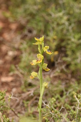 Ophrys