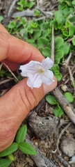 Ruellia pilosa