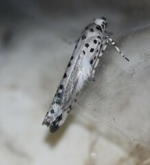 Yponomeuta pustulellus