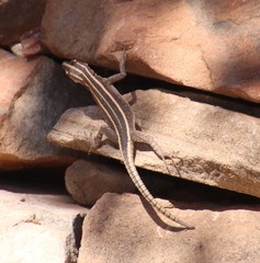 Platysaurus intermedius