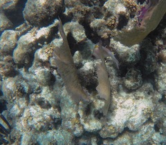 Holocentrus adscensionis