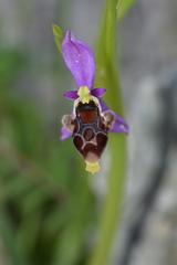Ophrys oestrifera