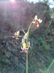 Tulbaghia