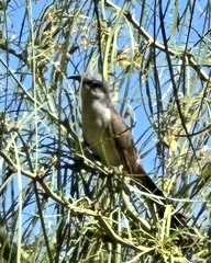 Coccyzus melacoryphus