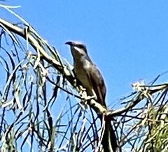 Coccyzus melacoryphus