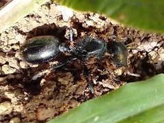 Cephalotes atratus