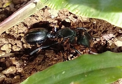Cephalotes atratus
