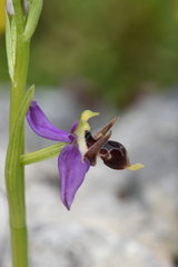 Ophrys oestrifera