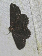 Paradromulia ambigua