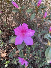 Rhododendron indicum