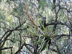 Tillandsia bourgaei