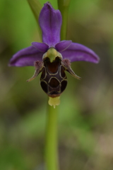 Ophrys oestrifera