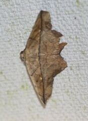 Polyacme dissimilis
