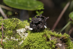 Clitopilus hobsonii