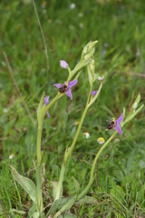 Ophrys oestrifera