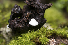 Clitopilus hobsonii