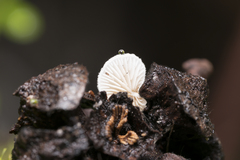 Clitopilus hobsonii