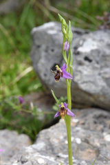 Ophrys oestrifera
