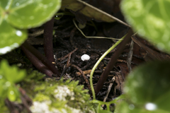 Clitopilus hobsonii