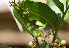 Macroglossum corythus