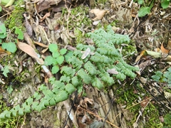 Myriopteris alabamensis