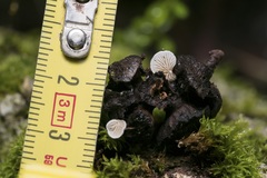 Clitopilus hobsonii