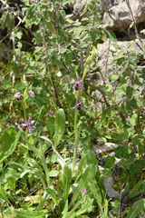 Ophrys