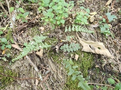 Myriopteris alabamensis