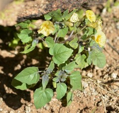 Physalis crassifolia