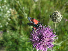 Zygaena ephialtes