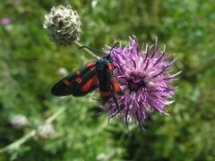 Zygaena ephialtes
