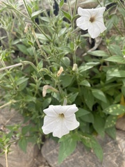 Petunia axillaris