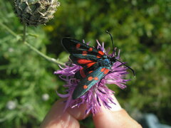 Zygaena ephialtes