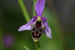 Ophrys