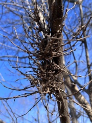 Podosphaera phytoptophila