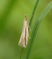 Hednota grammellus