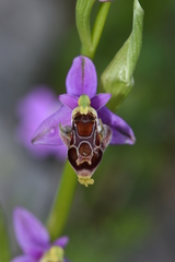Ophrys