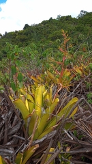 Aechmea leptantha