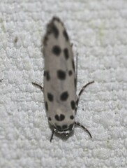 Ethmia sphaerosticha