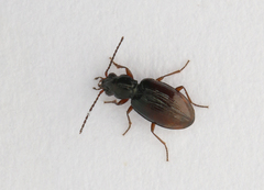 Bembidion doris