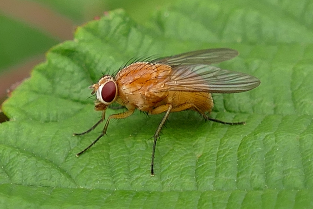 Phaonia pallida