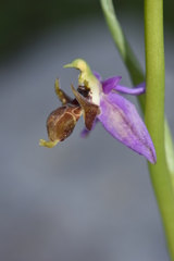 Ophrys