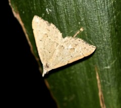 Trigonistis asthenopa