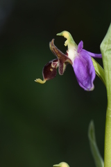 Ophrys