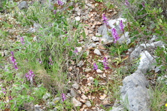 Orchis quadripunctata