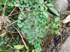 Adiantum tricholepis