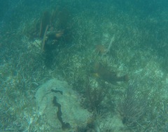 Lachnolaimus maximus