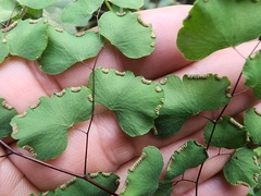 Adiantum tricholepis